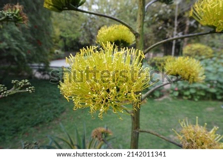 Scientific name Agave chrysantha and common name the golden-flowered century plant in the park