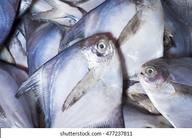 Scientific Name: Bramidae , Higher Classification: Percoidea Fresh Pomfret For Sale In The Market.