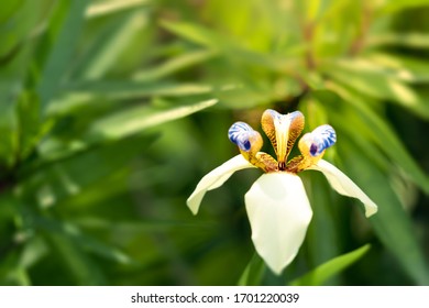 Neomarica Hd Stock Images Shutterstock