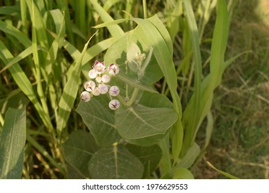 Scientific Name Is Calotropis Procera And Common Names Are Apple Of Sodom, Auricula Tree, Madar, Mudar, Roostertree, Rubber Bush, Rubber Tree, Small Crownflower, Sodom's Milkweed And Aak Plant.