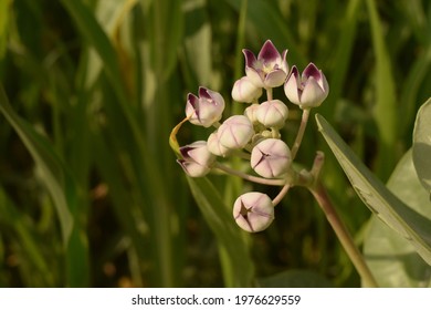 Scientific Name Is Calotropis Procera And Common Names Are Apple Of Sodom, Auricula Tree, Madar, Mudar, Roostertree, Rubber Bush, Rubber Tree, Small Crownflower, Sodom's Milkweed And Aak Plant.