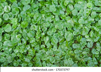 Scientific Name Centella Asiatica Stock Photo 170373797 | Shutterstock