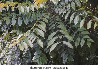 Scientific Name Chukrasia Tabularis And Common Names Chittagong Wood, Chickrassy, Indian Redwood Or The Indian Mahogany Tree In The Park