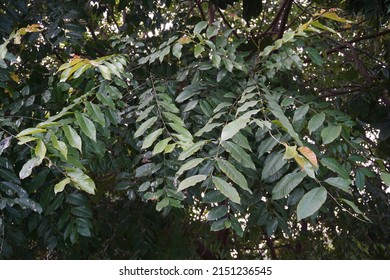 Scientific Name Chukrasia Tabularis And Common Names Chittagong Wood, Chickrassy, Indian Redwood Or The Indian Mahogany Tree In The Park