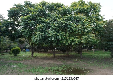 Scientific Name Chukrasia Tabularis And Common Names Chittagong Wood, Chickrassy, Indian Redwood Or The Indian Mahogany Tree In The Park