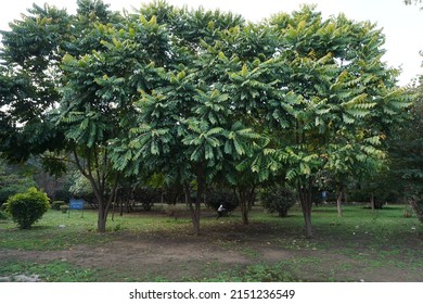 Scientific Name Chukrasia Tabularis And Common Names Chittagong Wood, Chickrassy, Indian Redwood Or The Indian Mahogany Tree In The Park