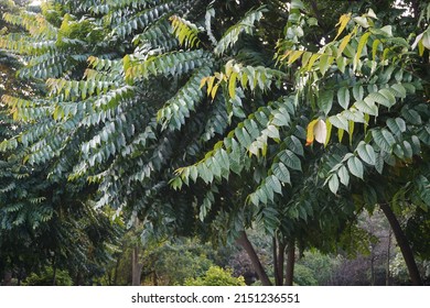 Scientific Name Chukrasia Tabularis And Common Names Chittagong Wood, Chickrassy, Indian Redwood Or The Indian Mahogany Tree In The Park