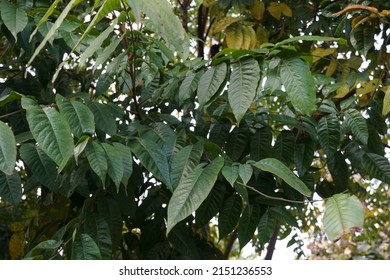 Scientific Name Chukrasia Tabularis And Common Names Chittagong Wood, Chickrassy, Indian Redwood Or The Indian Mahogany Tree In The Park