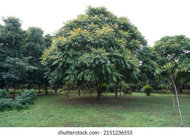 Scientific Name Chukrasia Tabularis And Common Names Chittagong Wood, Chickrassy, Indian Redwood Or The Indian Mahogany Tree In The Park