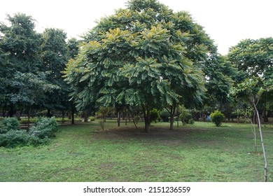 Scientific Name Chukrasia Tabularis And Common Names Chittagong Wood, Chickrassy, Indian Redwood Or The Indian Mahogany Tree In The Park