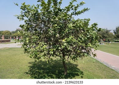 Scientific Name Citrus Sinensis Common Names Stock Photo 2139623133