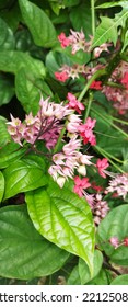 Scientific Name: Clerodendrum Thomsoniae Higher Classification: Clerodendrum Taxon Level: Species Location:Praya, Lombok Indonesia