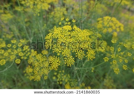 Scientific name Foeniculum vulgare and common name Fennel blossom plants in the park