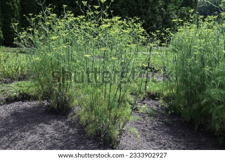 Scientific name Foeniculum vulgare and common name Fennel blossom plants in the park.
