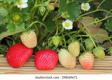 Scientific Name : Fragaria Chiloensis Duchesne