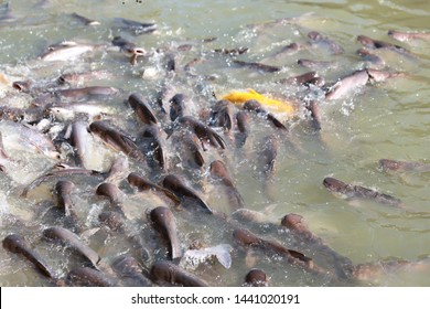 362 Small dorsal fin Images, Stock Photos & Vectors | Shutterstock