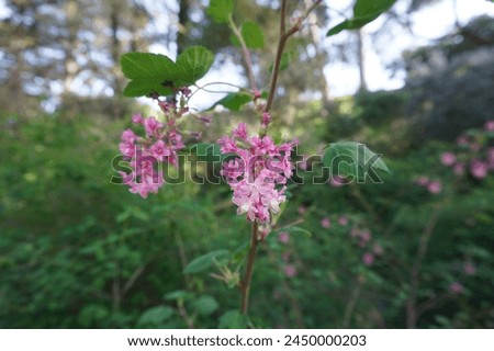 Scientific name Ribes sanguineum and common name flowering currant, redflower currant, red-flowering currant, or red currant