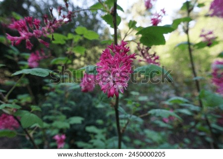 Scientific name Ribes sanguineum and common name flowering currant, redflower currant, red-flowering currant, or red currant