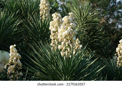 Scientific Name Yucca Gigantea And Common Names Spineless Yucca, Giant Yucca, Yucca Cane Or  Itabo Blossom Plant In The Park