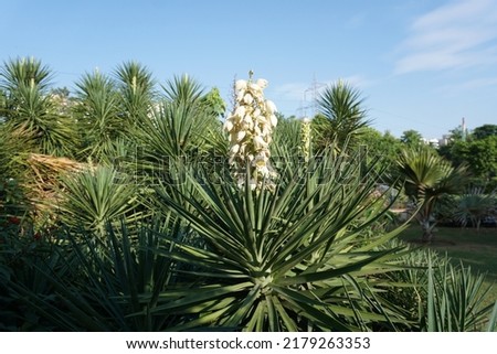 Scientific name Yucca gigantea and common names spineless yucca, giant yucca, yucca cane or  itabo blossom plant in the park