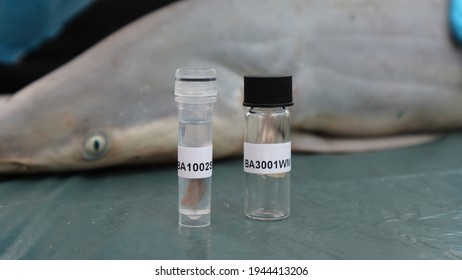 Scientific Samples Taken From A Juvenile Spinner Shark.