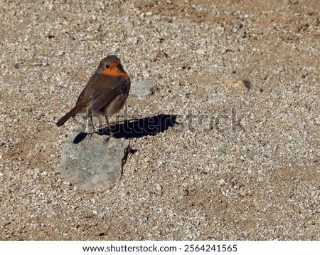 scientifically robin Erithacus rubecula, it is also called gossipy because it always follows humans because it knows that it will find food easily, it is the bird that symbolizes good luck and changes