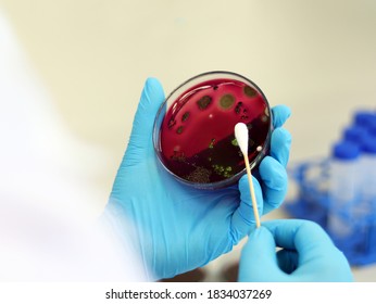 Scientist Analysis Escherichia Coli (E.coli) Culture With Eosin Methylene Blue (EMB) Agar In Petri Dish Show The Metallic Green Sheen Colonies, Hold In Hands With Nitrile Gloves With Swab Test Cotton.