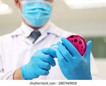 Scientist analysis Escherichia coli (E.coli) with Eosin Methylene Blue (EMB) Agar in Petri dish drop dye solution test metallic green sheen colonies, hold in hand with nitrile gloves in medical lab.