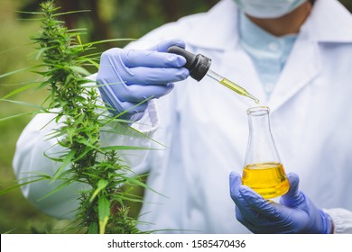 Scientist Analyzing and researching hemp oil extracts,  Concept of herbal alternative medicine, cbd hemp oil, pharmaceptical industry.