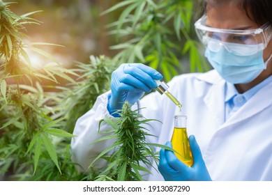 Scientist Analyzing and researching hemp oil extracts,  Concept of herbal alternative medicine, cbd hemp oil, pharmaceptical industry.