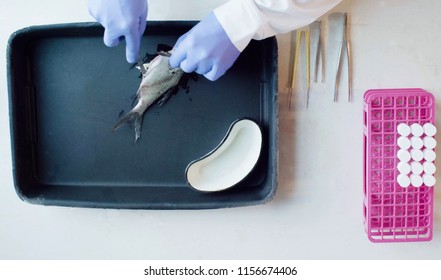 A Scientist Biologist Cutting The Abdomen Of The Fish