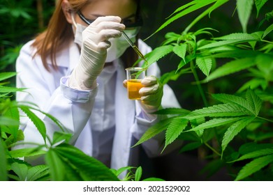 A scientist is checking and analyzing a cannabis experiment , holding beaker of cbd oil in a laboratory