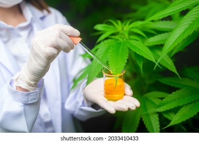 A scientist is checking and analyzing a cannabis experiment , holding beaker of cbd oil in a laboratory
