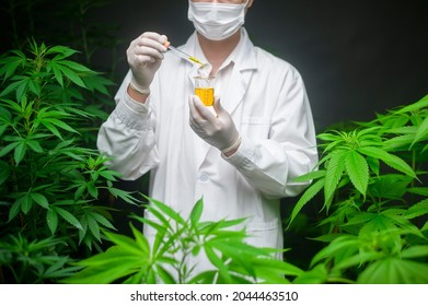 A scientist is checking and analyzing a cannabis experiment , holding beaker of cbd oil in a laboratory