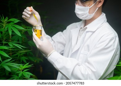 A scientist is checking and analyzing a cannabis experiment , holding beaker of cbd oil in a laboratory