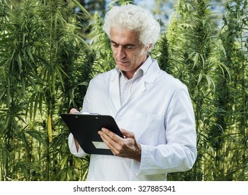 Scientist checking hemp plants in the field, he is writing down notes on a clipboard, herbal alternative medicine concept