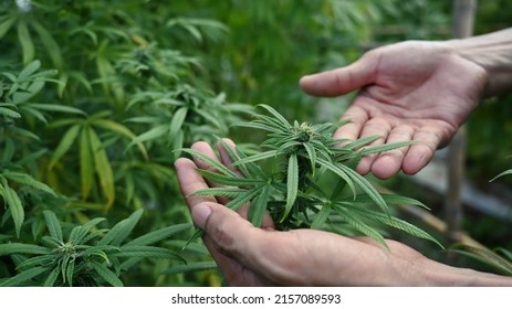 Scientist checking organic hemp plants in greenhouse. Herbal alternative medicine, cbd oil, pharmaceutical industry.