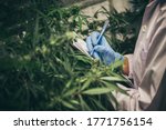 scientist checking organic hemp wild plants in a cannabis weed commercial greenhouse. Concept of herbal alternative medicine, cbd oil, pharmaceptical industry