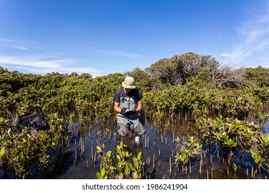 Scientist Collecting A Sediment Core To Asses Carbon Sequestration Rates In The Sediment Of Mangroves.