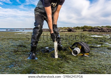 Scientist collecting a sediment core to asses carbon sequestration rates in the sediment of a tidal seagrass bed.