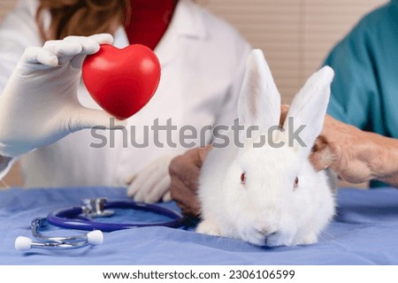 scientist doctor showing red heart nearby a white rabbit in hospital lab concept taking care of the animal after using its body for testing experiment drugs treatments and cosmetics