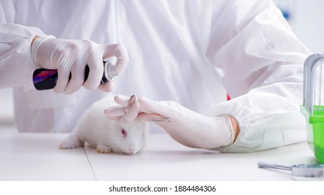 Scientist Doing Animal Experiment Lab Rabbit Stock Photo 1884484306 ...