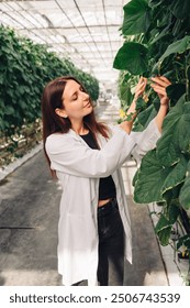 A Scientist Engaged in Extensive Work Within a Greenhouse, Expertly Managing Plant Growth. Growing organic vegetables in a modern greenhouse, food industry. Hydroponic farming