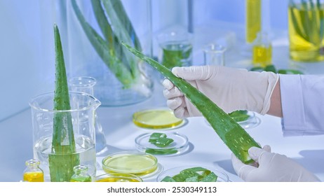 A scientist examines a contemporary laboratory setup with the necessary instruments and equipment while holding an aloe branch that has bathed in a beaker of clear solution. Aloe product photo sample. - Powered by Shutterstock