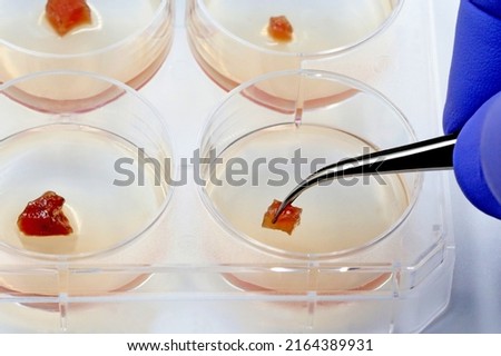 A scientist examines a piece of meat grown on a multi-well plate in the laboratory. Lab-grown meat concept. 