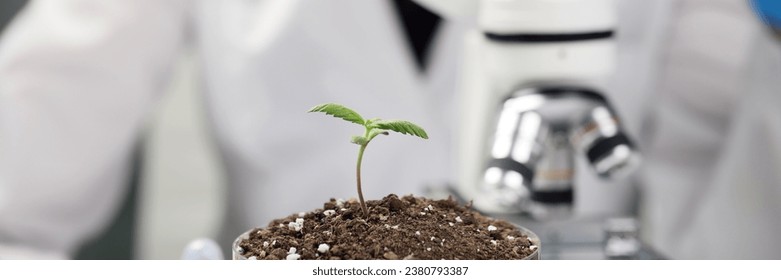Scientist examines sample of soil under electronic microscope. Cannabis plant sprout grows in Petri dish against lady doing laboratory research