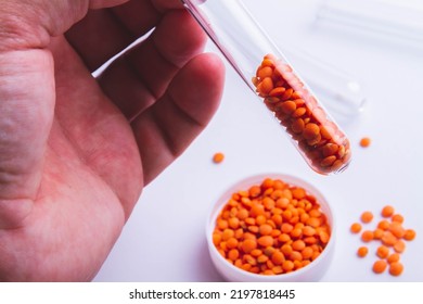 The Scientist Examines The Seeds. Checking Plants For Diseases. Seed Inspection Before Planting. Crossbreeding And Breeding Of New Species. An Agronomist Checks The Seed Before Sowing.