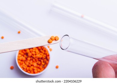 The Scientist Examines The Seeds. Checking Plants For Diseases. Seed Inspection Before Planting. Crossbreeding And Breeding Of New Species. An Agronomist Checks The Seed Before Sowing.