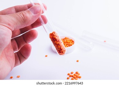 The Scientist Examines The Seeds. Checking Plants For Diseases. Seed Inspection Before Planting. Crossbreeding And Breeding Of New Species. An Agronomist Checks The Seed Before Sowing.