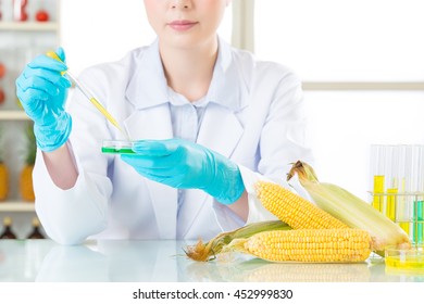 Scientist Examining Corn Genetic Modification Research In Laboratory